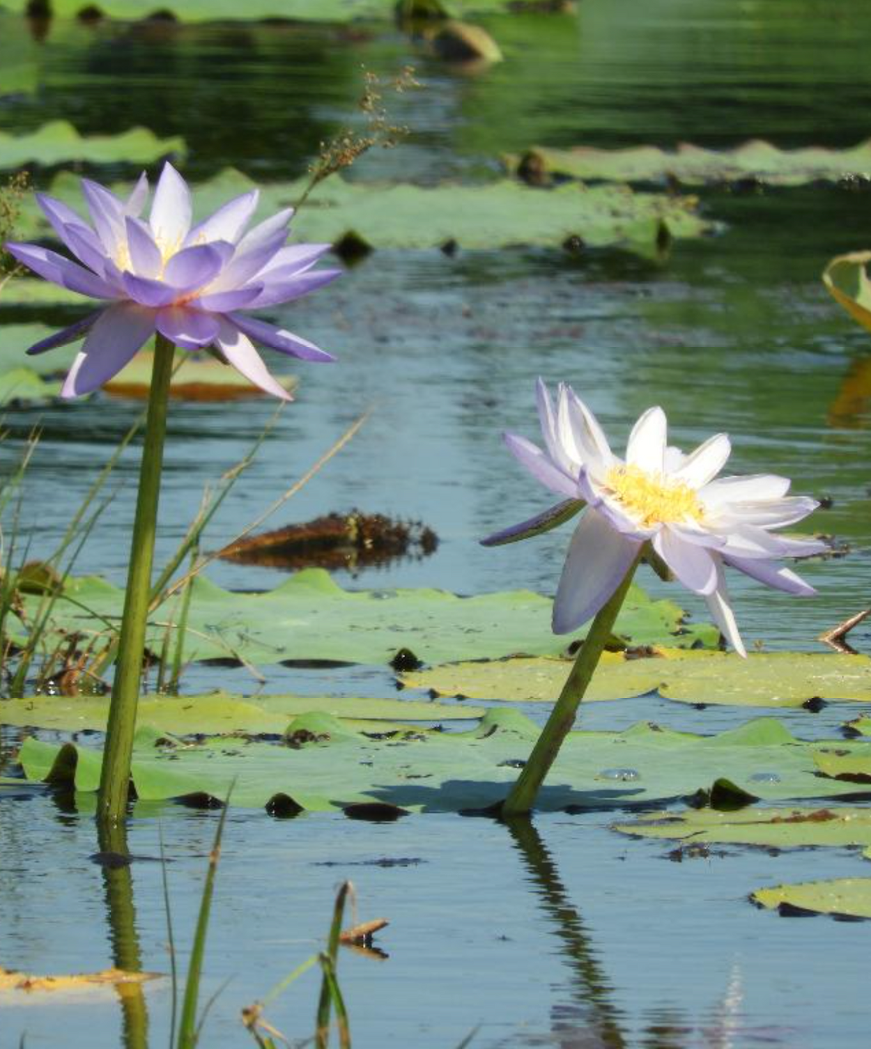 Blue water lily Kimberley tea towel