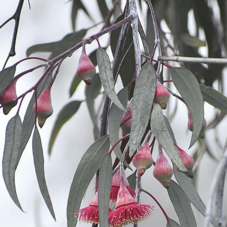 Eucalyptus caesia tea towel