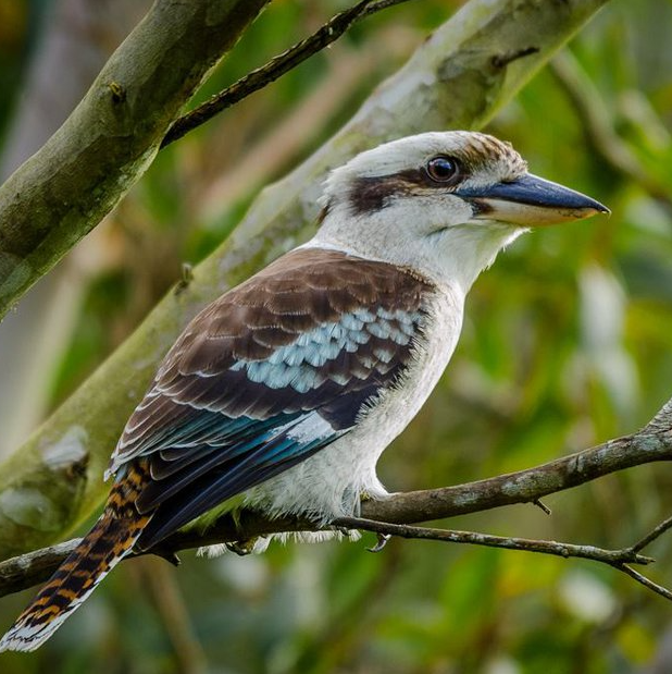 Photo of a Blue-winged kookaburra.