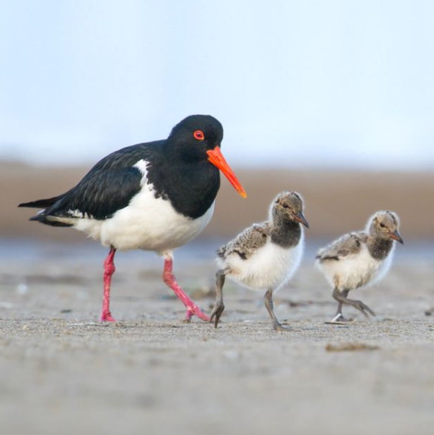 Photograph of a pied oystercatcher with chicks.