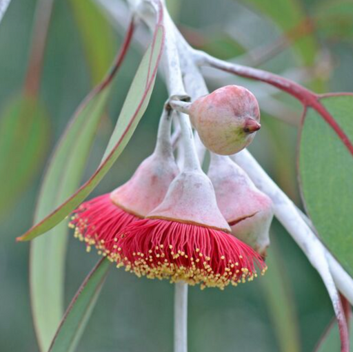 WA native flora