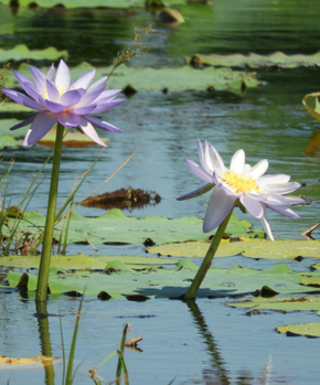 Blue water lily Kimberley tea towel