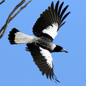 Magpies at dusk tea towel