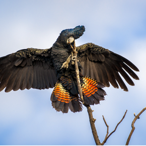Black Cockatoos in flight tea towel