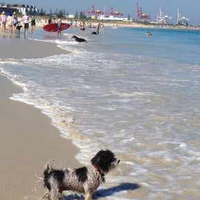 Photograph of a shaggy dog at Leighton Beach, Western Australia.