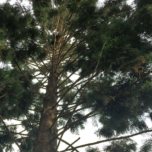Photo of sustainably harvested Australian hoop pine trees.