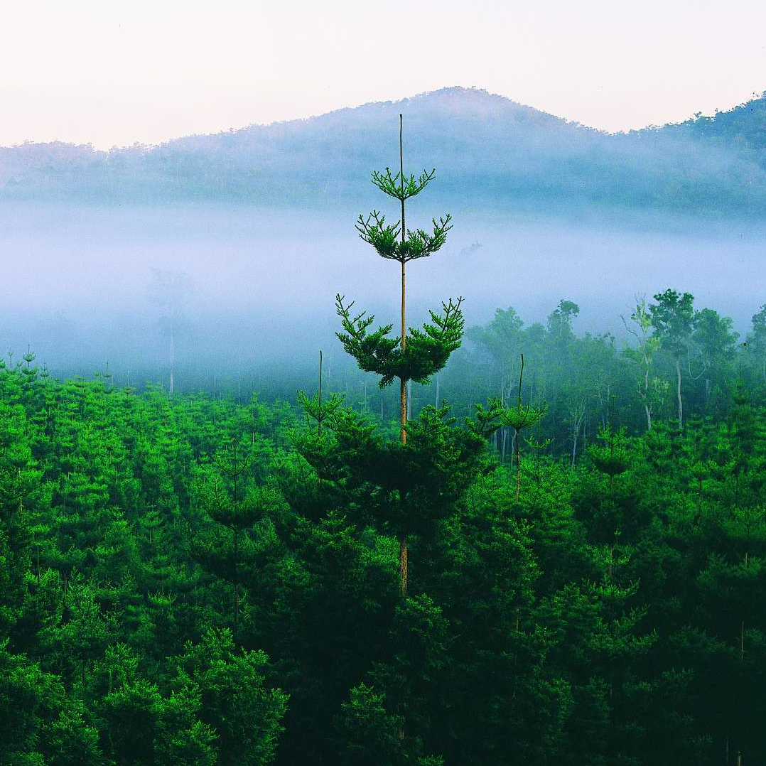 Photo of sustainably harvested Australian hoop pine trees.