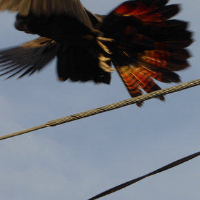 Photo of a Red-tailed Black Cockatoo.