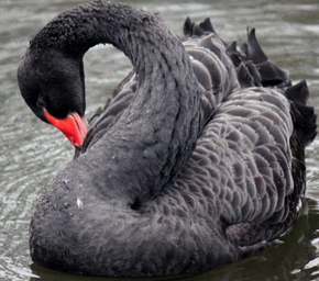 Photo of a black swan.