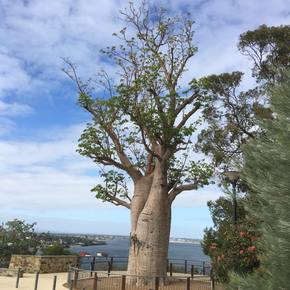 Photograph of a boab tree.