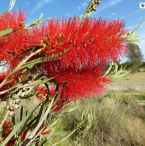 Photo of callistemon growing.