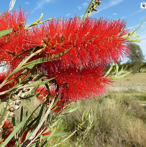 Photograph of callistemon growing.