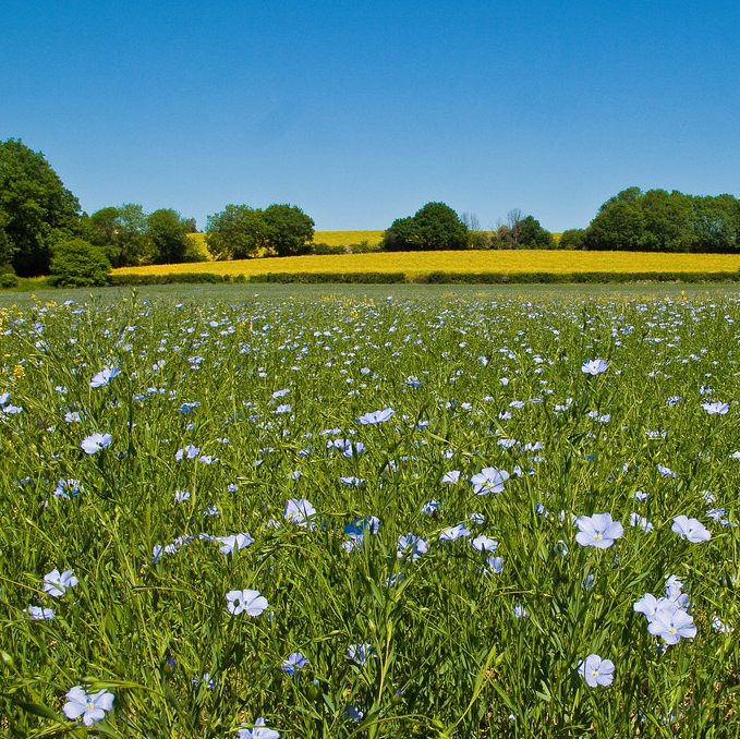 Photograph of flax crop in flower.