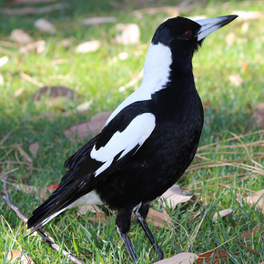 Magpies in flight tea towel