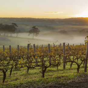 Photo of a Margaret River vineyard.