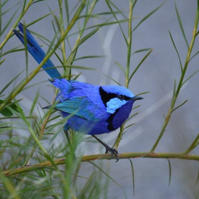 Photo of a splendid blue fairywren.