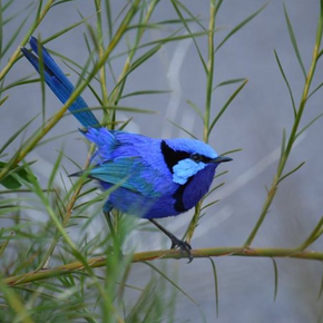 Photo of a Splendid Blue Fairywren.